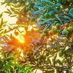 Silente Apartments Makarska